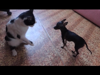 Большой кот и маленькая собачка