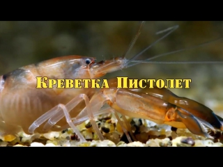 ТОП 10 ЖИВОТНЫХ С НАСТОЯЩИМИ СУПЕР СПОСОБНОСТЯМИ
