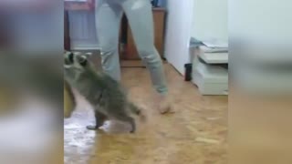 Енот помощник